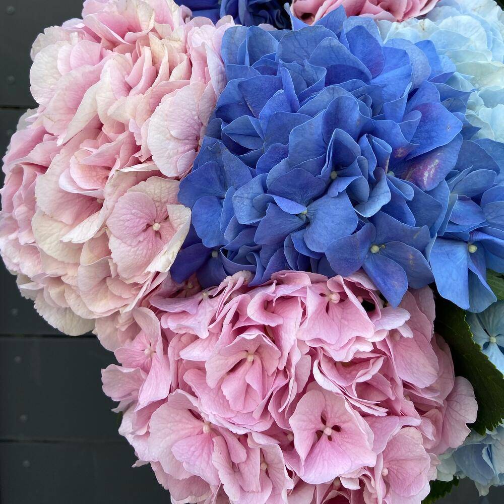 Фото букета 3: Гортензии — Flowers Place на Кубе