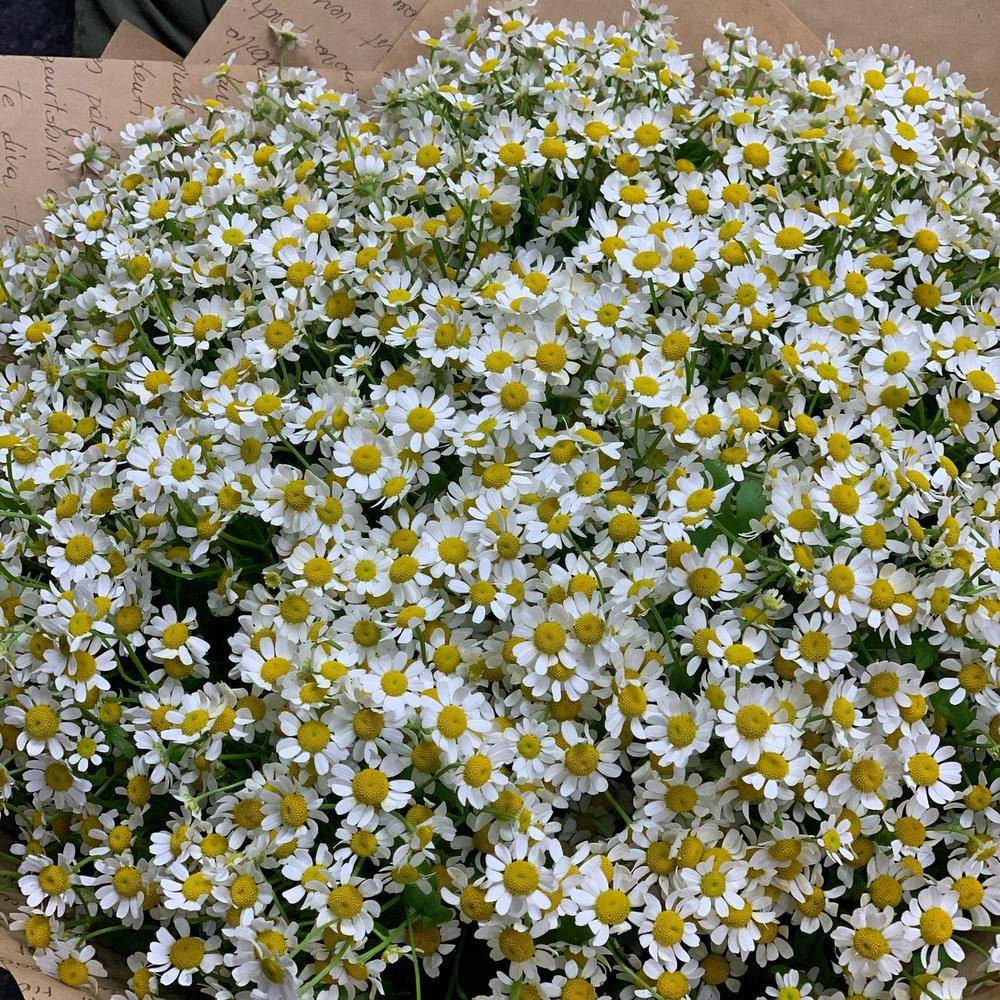 Фото букета 2: Без повода — Flowers Place на Кубе